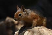 Sincap / Sciurus anomalus / Caucasian Squirrel 